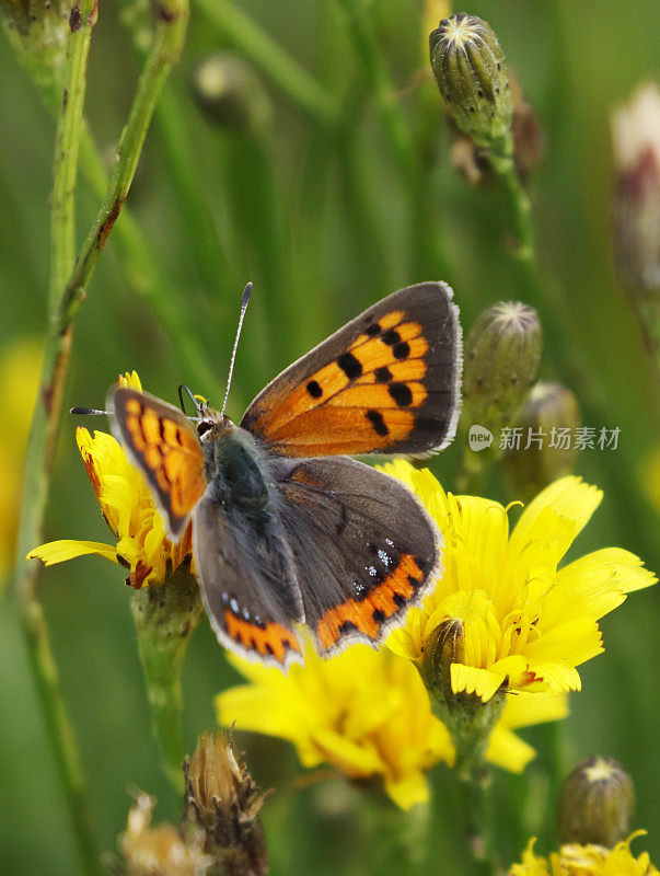 小铜蝶(Lycaena phlaeas)